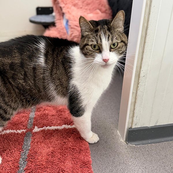 Catsby – Tierheim Mainz