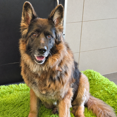 Chico – Tierheim Mainz
