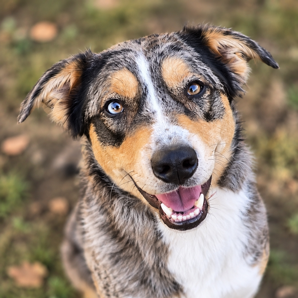 Spike – Tierheim Mainz