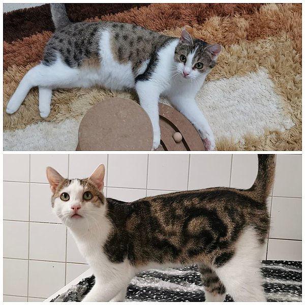 Cloey & Lenny – Tierheim Mainz