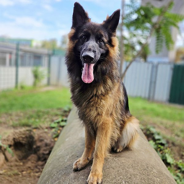 Bella – Tierheim Mainz
