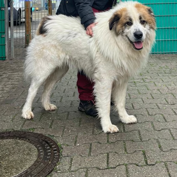 Locco – Tierheim Mainz