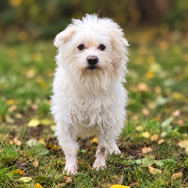 Teddy – Tierheim Mainz