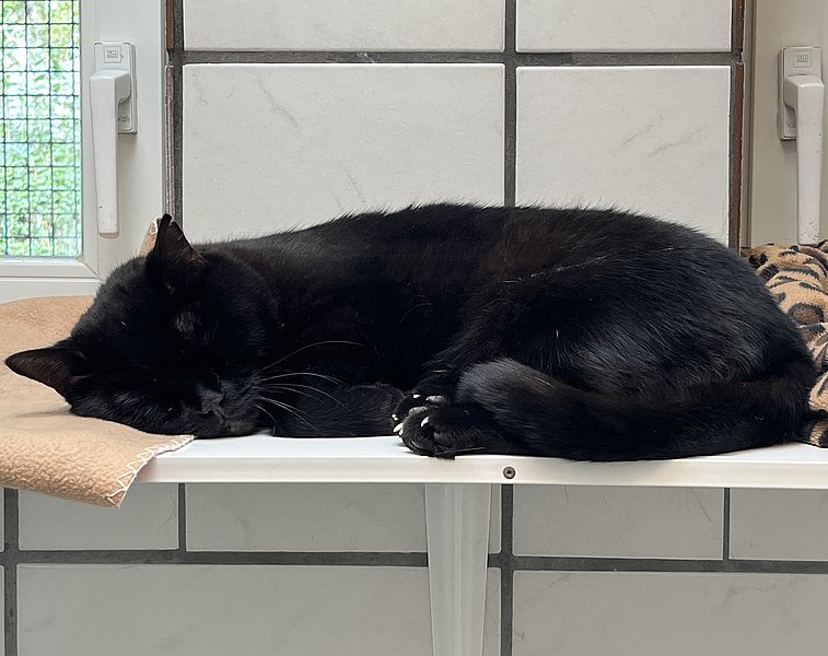 Cole – Tierheim Mainz